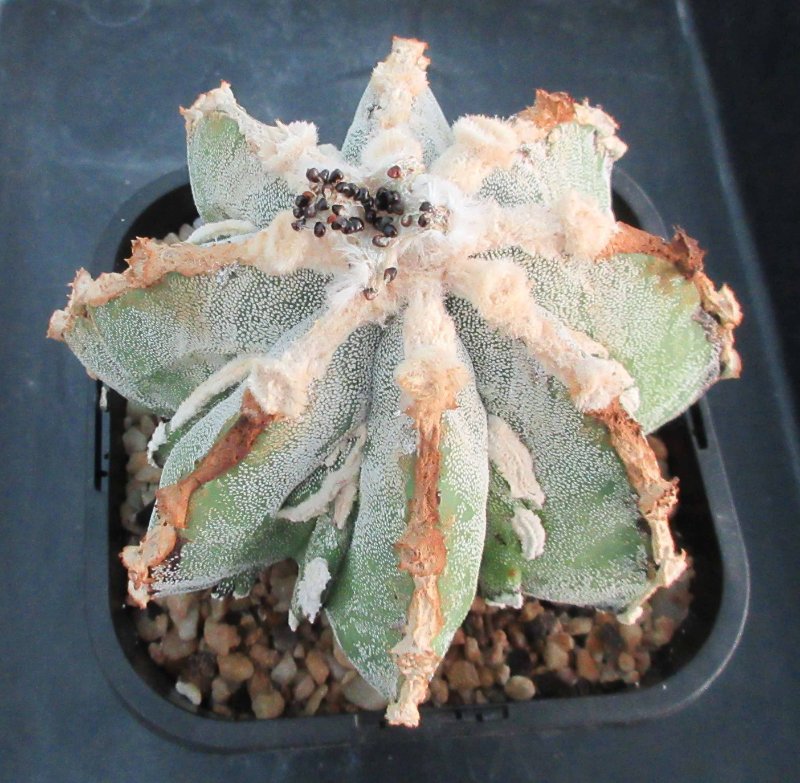 A. hybrid, hakujo fukuryu banjyaku