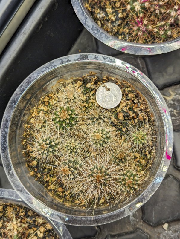 Echinocereus-engelmanii-seedlings.jpg