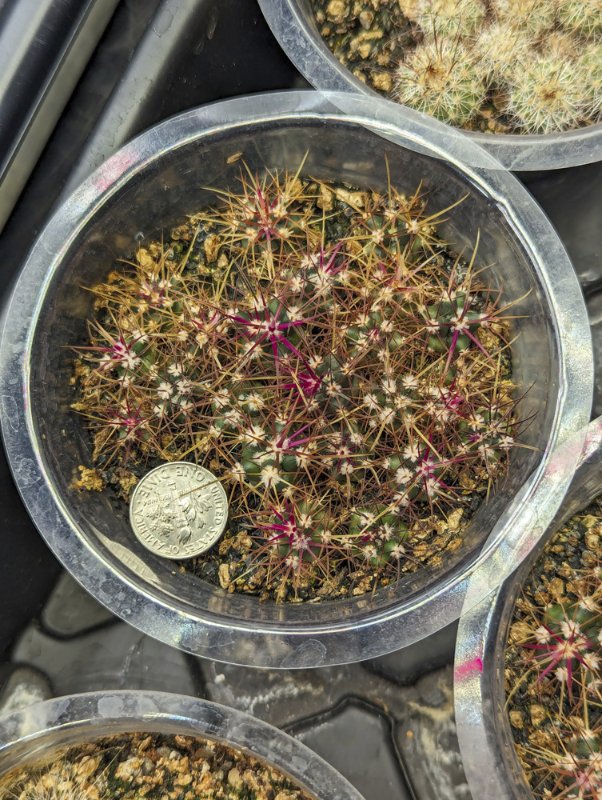 Ferocactus-cylindraceus-seedlings.jpg