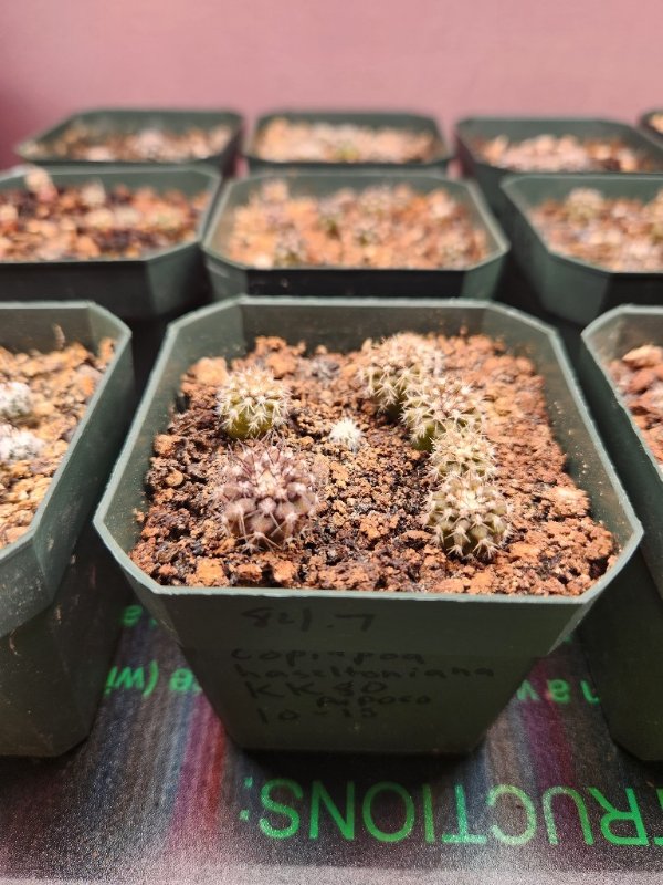 Copiapoa Haseltoniana