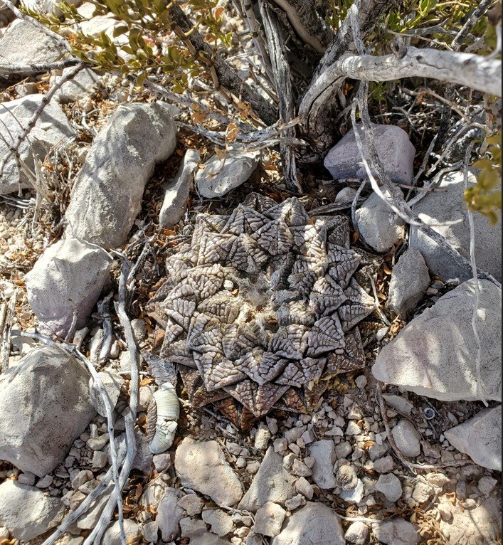 Ariocarpus Fissuratus Big Bend