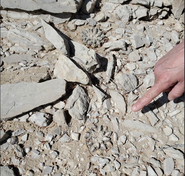 Ariocarpus Fissuratus Big Bend