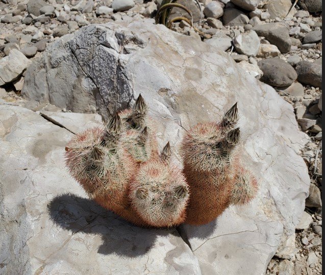 Echinocereus dasyacanthus Big Bend