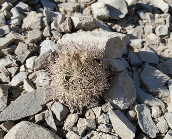 Echinomastus mariposensis Big Bend