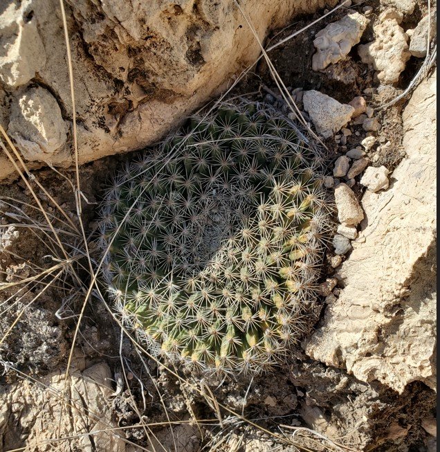 Mammillaria meiacantha Guadalupe Mnts