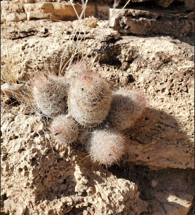 Escobaria tuberculosa Guadalupe Mnts