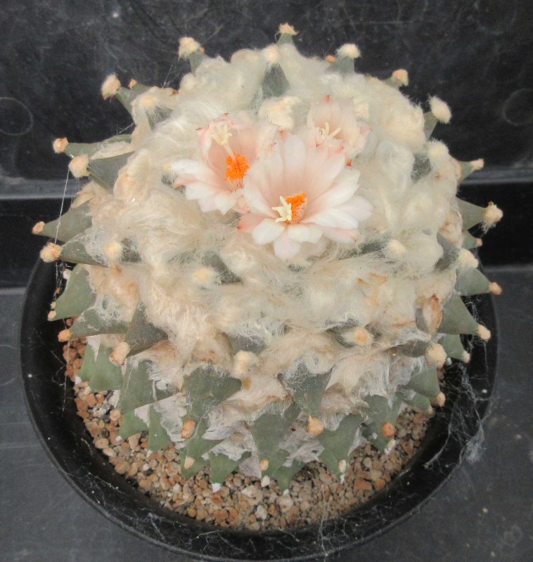 A. retusus v bicolor