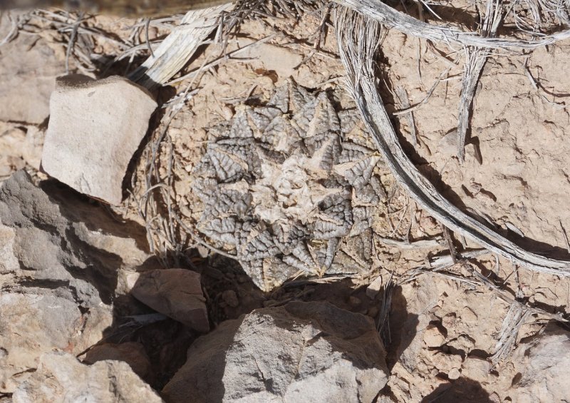 Ariocarpus fissuratus Big Bend