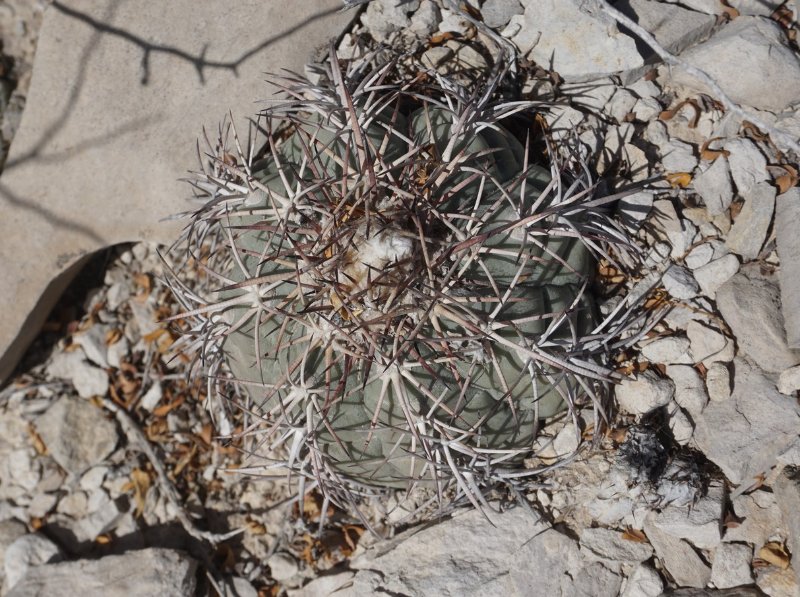 Echinocactus horizonthalonius Big Bend