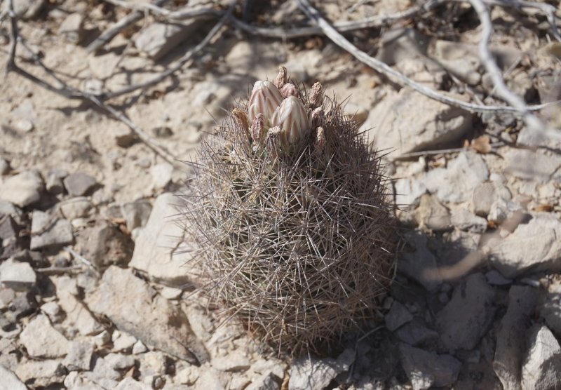 Echinomastus mariposensis Big bend