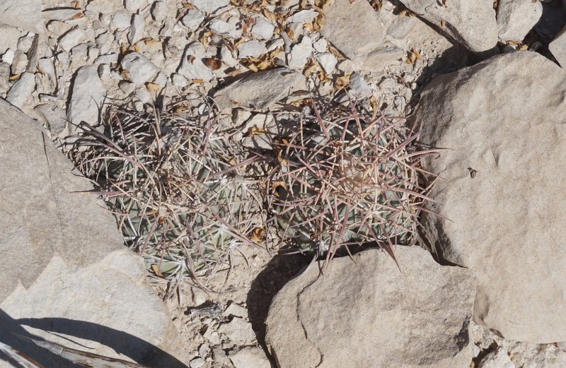 Echinocactus horizonthalonius Big Bend