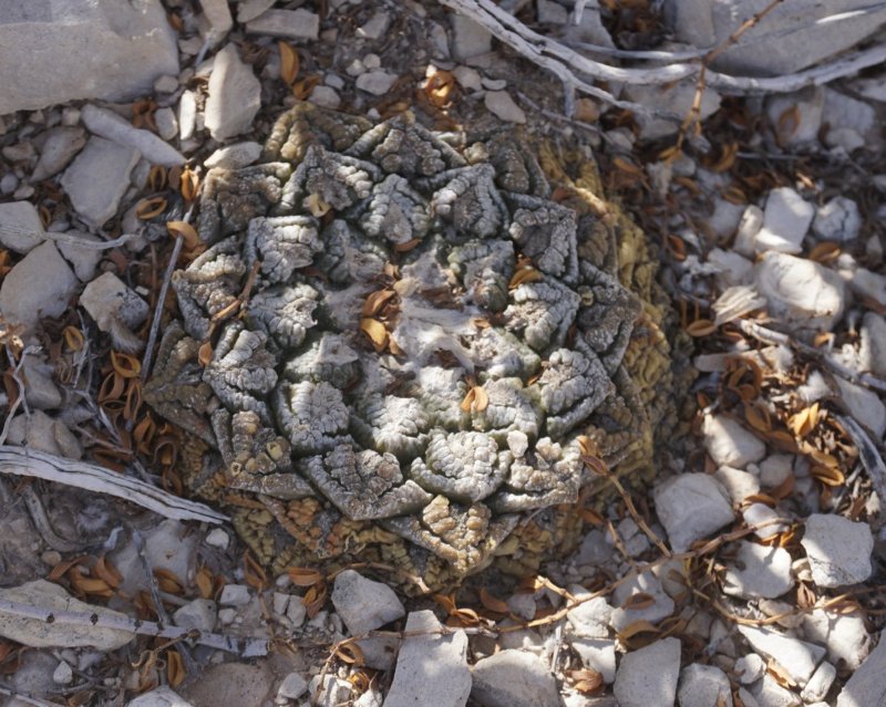 Ariocarpus fissuratus Big Bend close up