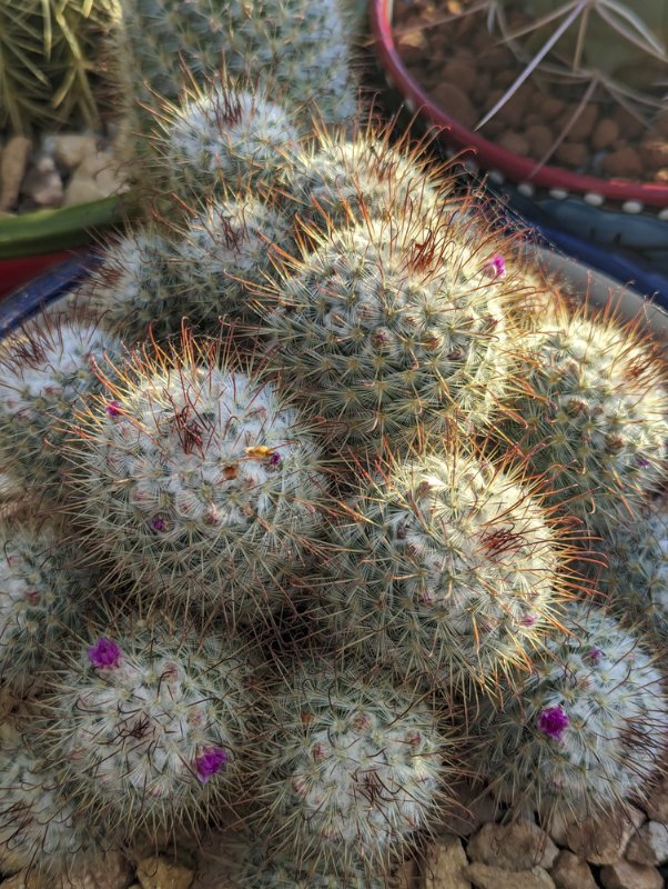 Mammillaria-bombycinia.jpg