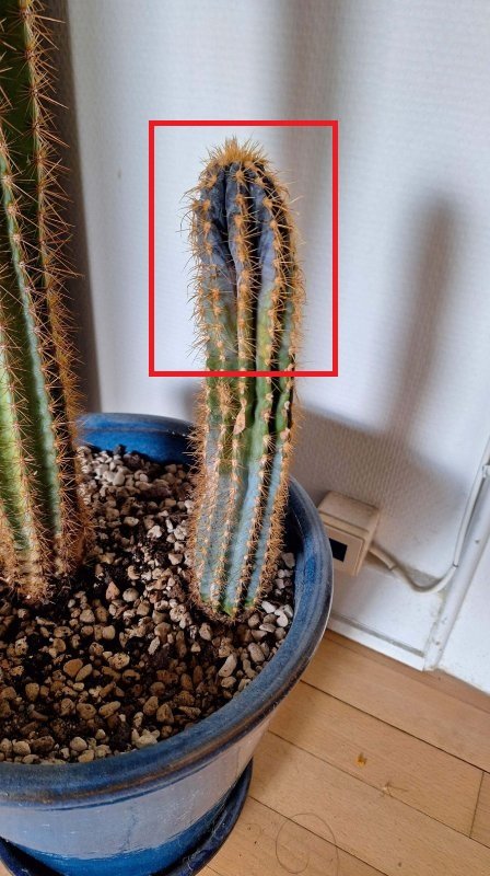 jpeg-optimizer_Cactus (1).jpg