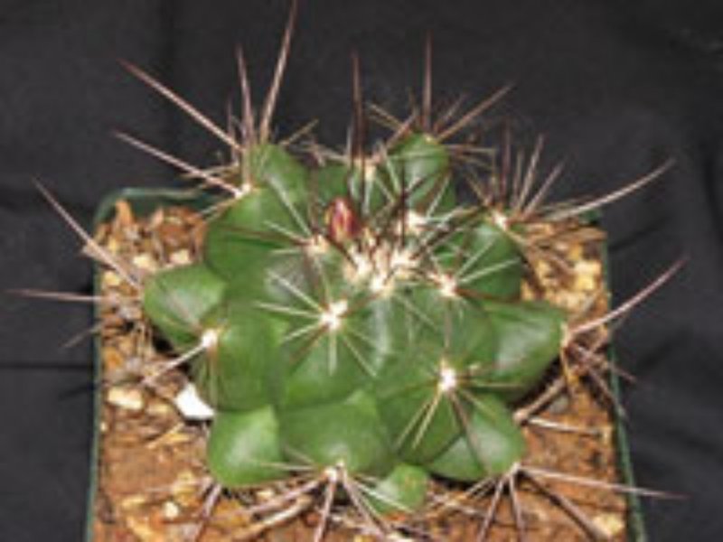 He looked very much like this (Thelocactus)