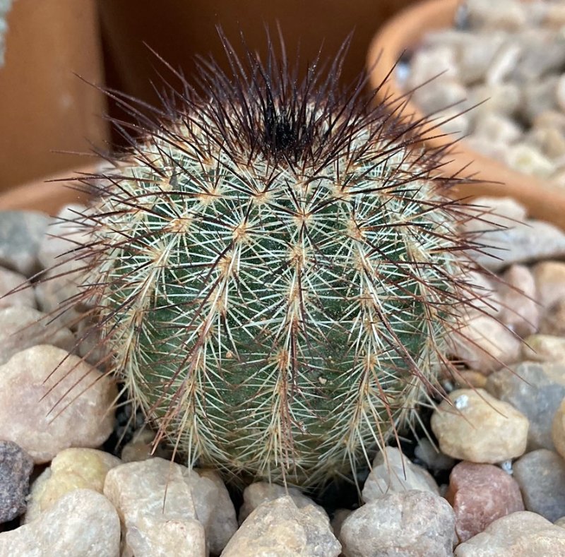 Echinocereus 1sm.jpg