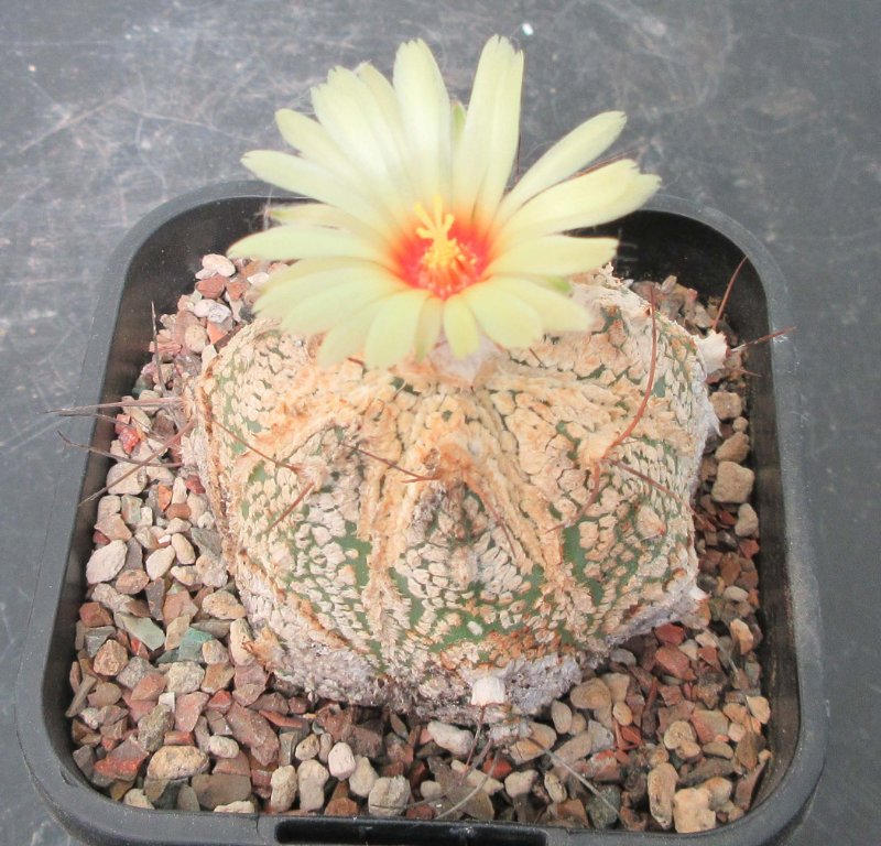 Astrophytum 2nd filial hybrid, senill x super kabuto