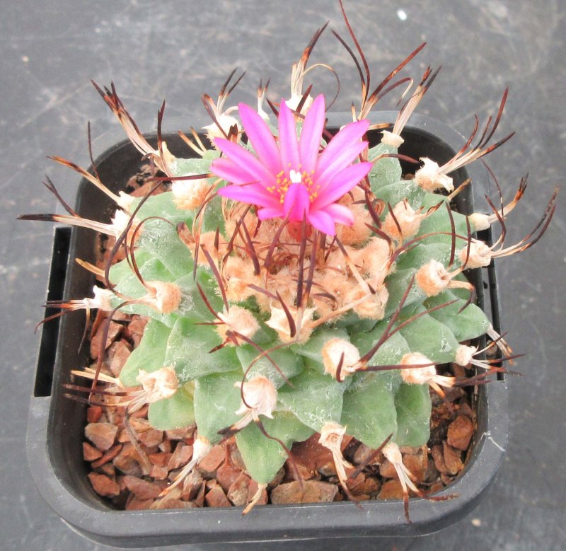 Turbinicarpus alonsoi