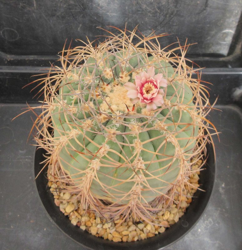 Gymnocalycium spegazzinii v loricatum