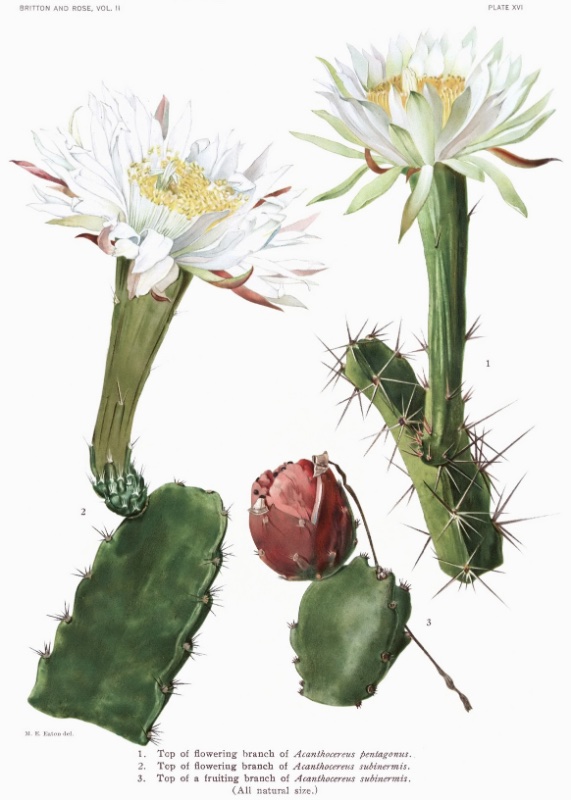 The_Cactaceae_Vol_II,_plate_XVI_filtered.jpg