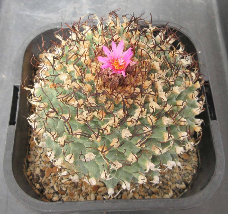 T. alonsoi