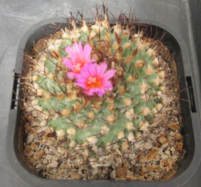 T. alonsoi