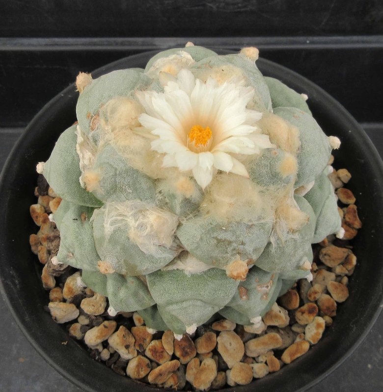 A. retusus v furfuraceus cv Daruma Seiji