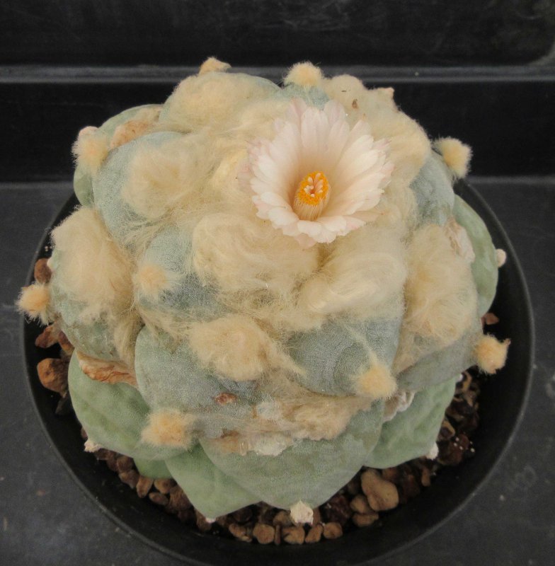 A. retusus v furfuraceus cv Daruma Seiji