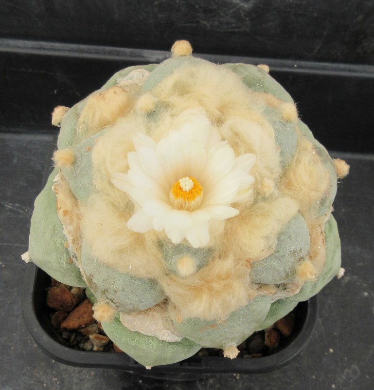 A. retusus v furfuraceus cv Daruma Seiji