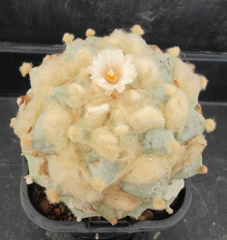 A. retusus v furfuraceus cv Daruma Seiji