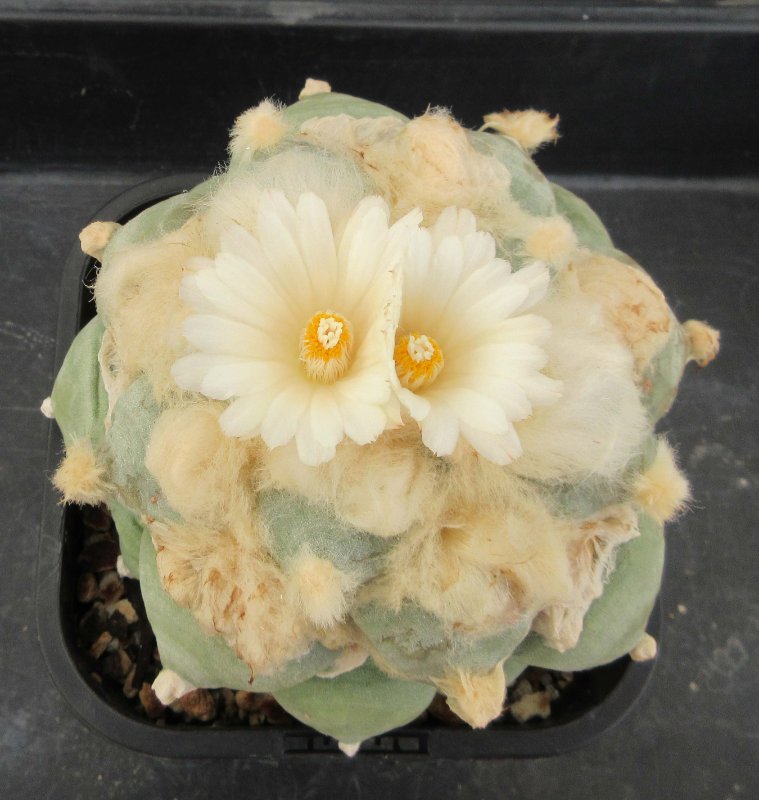 A. retusus v furfuraceus cv Daruma Seiji