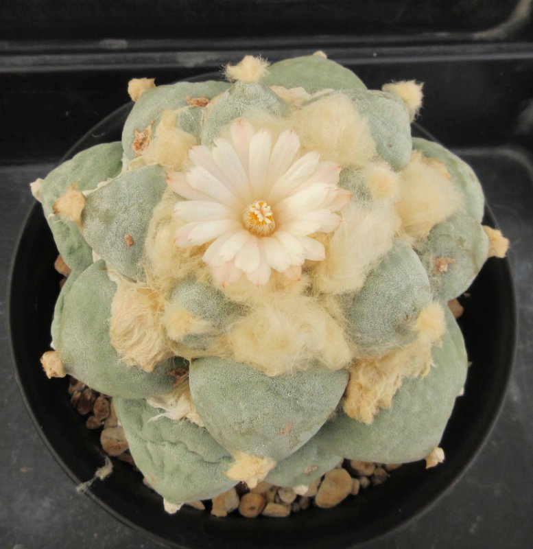 A. retusus v furfuraceus cv Daruma Seiji