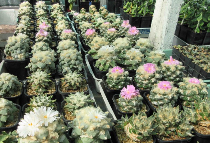 Ariocarpus species