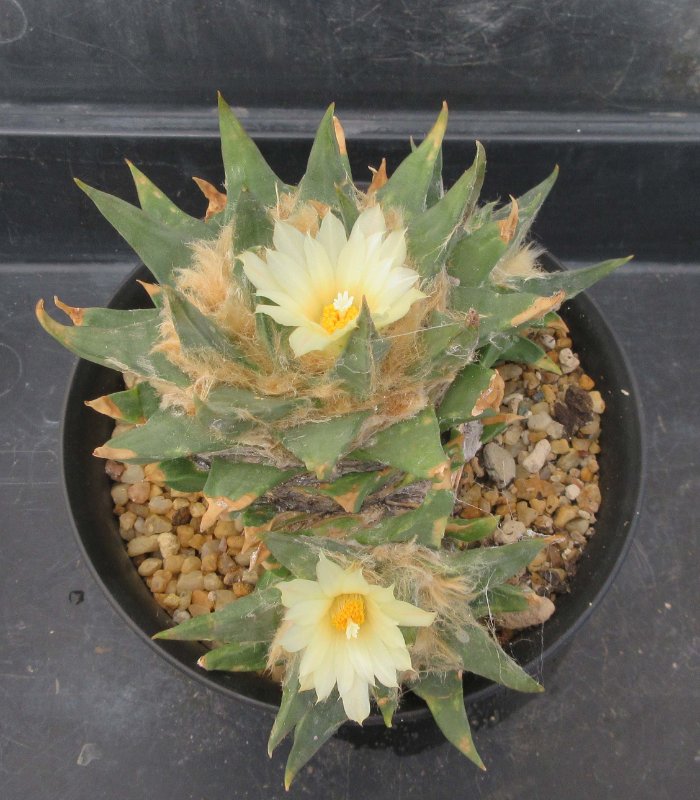 A. trigonus