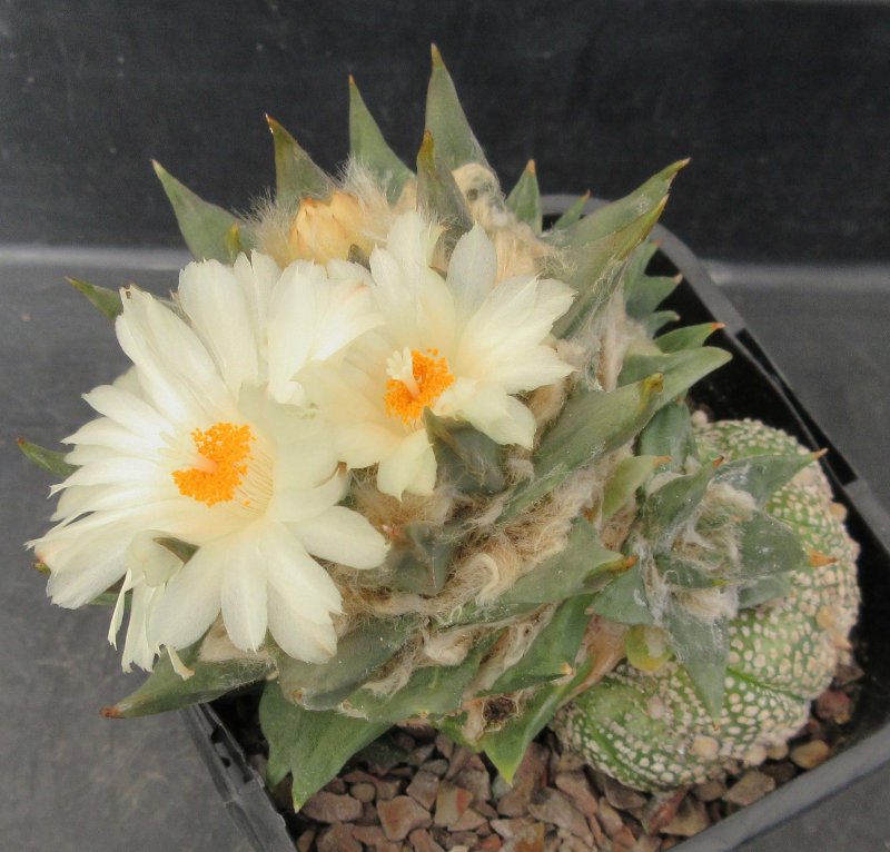 Fused cacti, A. trigonus + Astrophytum miracle kabuto