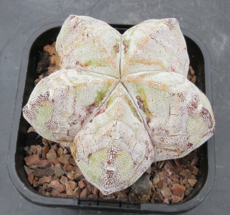 A. hybrid