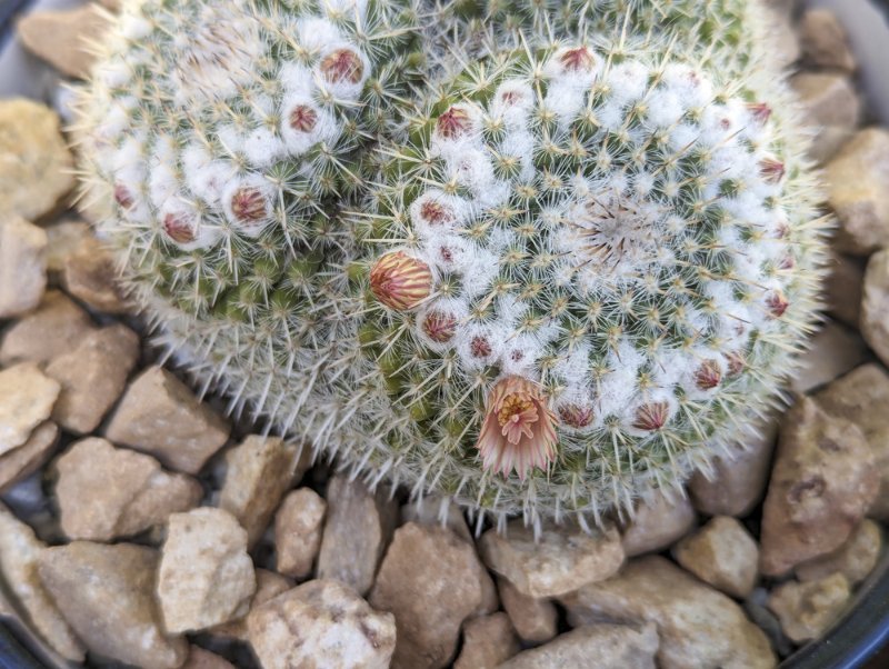 Mammillaria-gemnispina-flowers.jpg