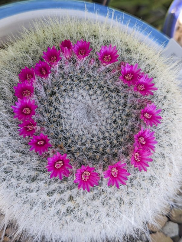 Mammillaria-hahnihana-flowers.jpg