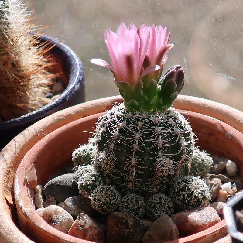 Gymnocalycium bruchii.