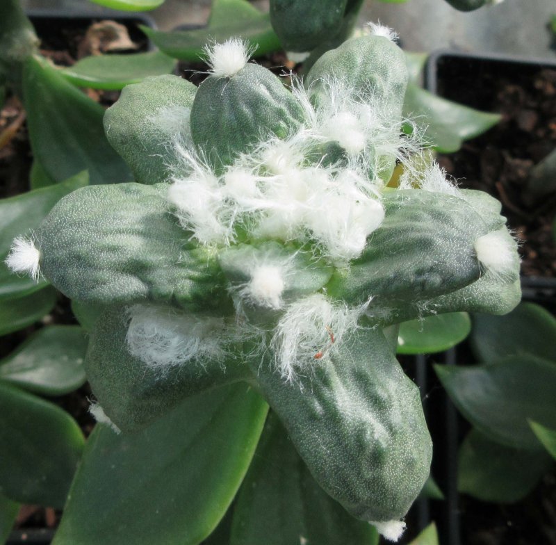A. retusus v furfuraceus cv Suguri cauliflower