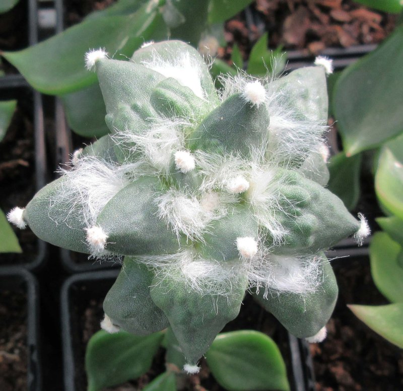 A. retusus v furfuraceus cv Suguri cauliflower