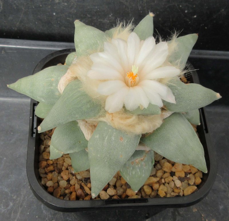 A. retusus cv Shinkawa Tama Zouge