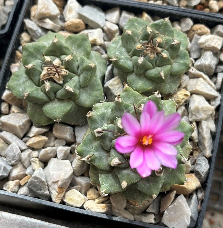 Turbinicarpus alonsoi RS546.jpg