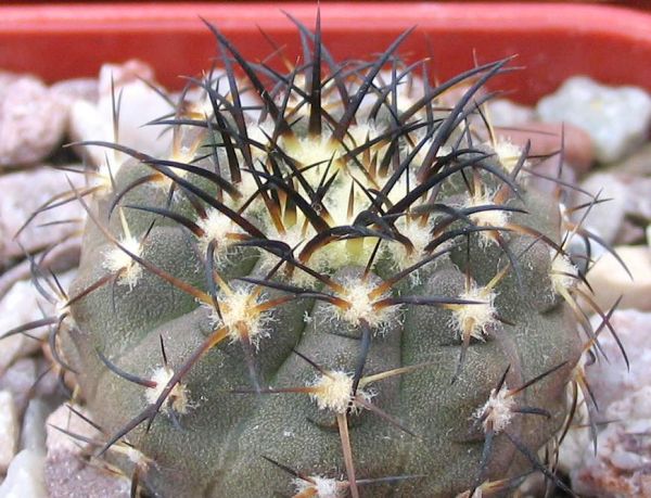 My mis-named Copiapoas - CactiGuide.com My mis-named Copiapoas - CactiGuide.com