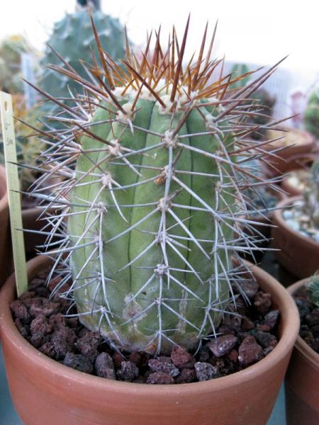 My mis-named Copiapoas - CactiGuide.com My mis-named Copiapoas - CactiGuide.com