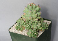 Coryphantha macromeris