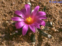 Ariocarpus agavoides