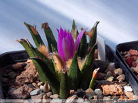 Ariocarpus agavoides