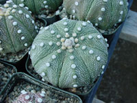 Astrophytum asterias