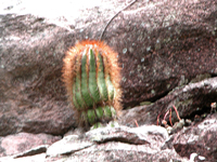 Arrojadoa bahiensis